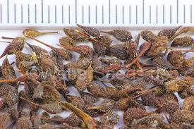 Attēlu rezultāti vaicājumam “Circaea lutetiana fruit”