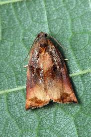 Attēlu rezultāti vaicājumam “Archips podana”