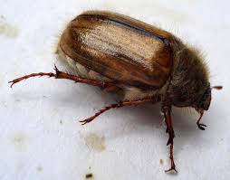 Attēlu rezultāti vaicājumam “Amphimallon solstitiale”