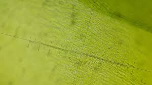 Attēlu rezultāti vaicājumam “Hygroamblystegium humile”