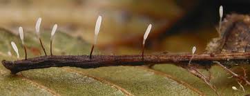 Attēlu rezultāti vaicājumam “Typhula erythropus”