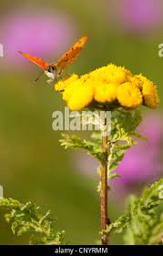 Attēlu rezultāti vaicājumam “Lycaena virgaureae underside”