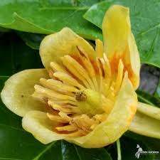 Attēlu rezultāti vaicājumam “Liriodendron tulipifera”