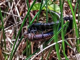 Attēlu rezultāti vaicājumam “Ommatoiulus vilnensis”