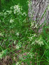 Attēlu rezultāti vaicājumam “Luzula luzuloides”