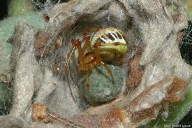 Attēlu rezultāti vaicājumam “Phylloneta sp.”