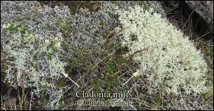 Attēlu rezultāti vaicājumam “Cladonia mitis”