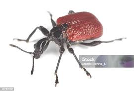 Attēlu rezultāti vaicājumam “Apoderus coryli”