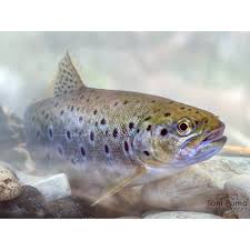 Image result for Salmo macrostigma