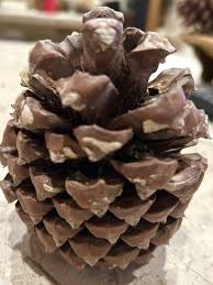 Attēlu rezultāti vaicājumam “Pinus ponderosa fruit”