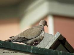 Attēlu rezultāti vaicājumam “Streptopelia decaocto adult”