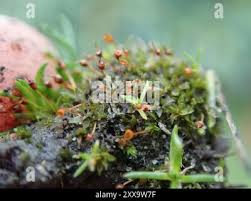 Attēlu rezultāti vaicājumam “Tortula truncata”