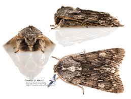 Attēlu rezultāti vaicājumam “Brachionycha nubeculosa”