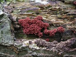 Attēlu rezultāti vaicājumam “Arcyria incarnata spores”