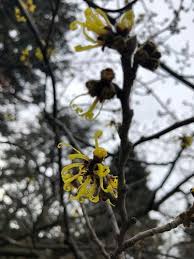 Attēlu rezultāti vaicājumam “Hamamelis mollis flower”