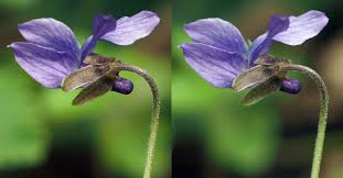 Attēlu rezultāti vaicājumam “Viola epipsila”