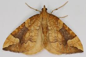 Attēlu rezultāti vaicājumam “Eulithis populata”