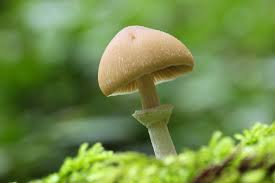 Attēlu rezultāti vaicājumam “Psathyrella pygmaea”