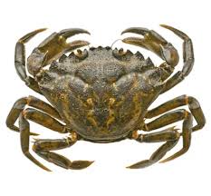 Image result for Carcinus maenas