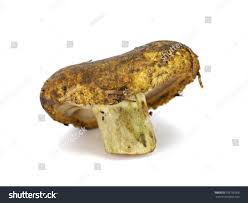 Attēlu rezultāti vaicājumam “Lactarius necator”