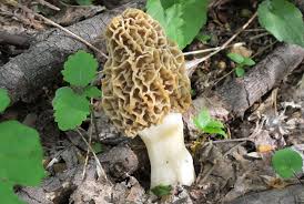 Attēlu rezultāti vaicājumam “Morchella esculenta”