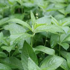 Attēlu rezultāti vaicājumam “Mercurialis perennis leaf”