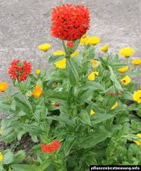 Attēlu rezultāti vaicājumam “Silene chalcedonica fruit”