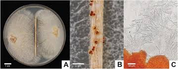 Attēlu rezultāti vaicājumam “Neonectria fuckeliana”