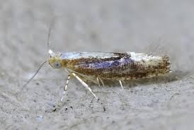Attēlu rezultāti vaicājumam “Argyresthia albistria”