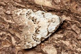 Attēlu rezultāti vaicājumam “Nola confusalis”