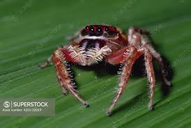 Attēlu rezultāti vaicājumam “Salticidae”