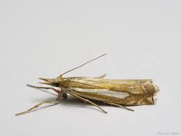 Attēlu rezultāti vaicājumam “Crambus pratella”