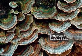 Attēlu rezultāti vaicājumam “Trametes versicolor”