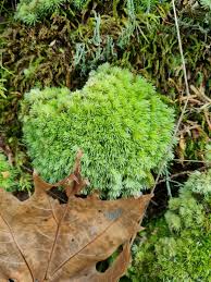 Attēlu rezultāti vaicājumam “Leucobryum glaucum”