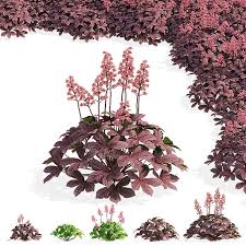 Image result for Rodgersia chocolate wings