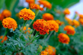 Attēlu rezultāti vaicājumam “Tagetes flower”