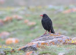 Image result for Pyrrhocorax pyrrhocorax