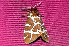 Attēlu rezultāti vaicājumam “Arctia caja”