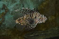Image result for Pterois miles