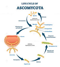 Attēlu rezultāti vaicājumam “Ascomycota”
