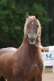 Image result for chestnut friesian
