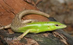 Risultati immagini per dasia smaragdina