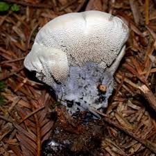 Attēlu rezultāti vaicājumam “Hydnellum sp.”