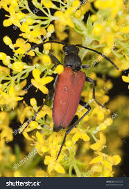 Attēlu rezultāti vaicājumam “Anastrangalia sanguinolenta female”