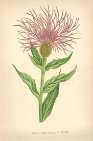 Attēlu rezultāti vaicājumam “Centaurea phrygia”