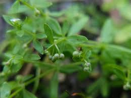 Attēlu rezultāti vaicājumam “Galium trifidum”