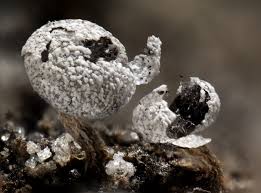 Attēlu rezultāti vaicājumam “Physarum leucophaeum macro”