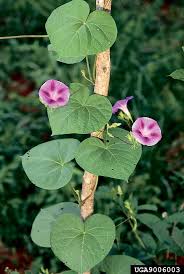 Image result for Ipomoea purpurea