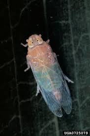 Attēlu rezultāti vaicājumam “Cixiidae”