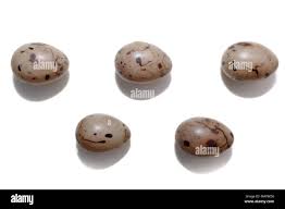 Attēlu rezultāti vaicājumam “Emberiza schoeniclus nest”